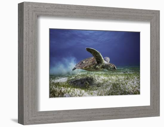 Take Off-Barathieu Gabriel-Framed Photographic Print