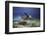 Take Off-Barathieu Gabriel-Framed Photographic Print