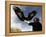 Takhuu Raising His Eagle, Golden Eagle Festival, Mongolia-Amos Nachoum-Framed Premier Image Canvas