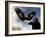 Takhuu Raising His Eagle, Golden Eagle Festival, Mongolia-Amos Nachoum-Framed Photographic Print