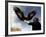 Takhuu Raising His Eagle, Golden Eagle Festival, Mongolia-Amos Nachoum-Framed Photographic Print