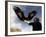 Takhuu Raising His Eagle, Golden Eagle Festival, Mongolia-Amos Nachoum-Framed Photographic Print