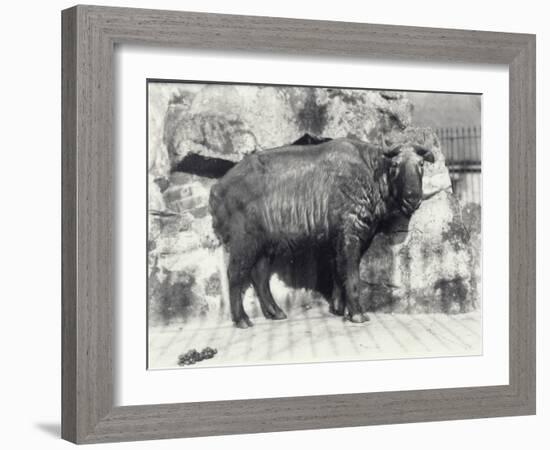 Takin, also known as Cattle Chamois or Gnu Goat, in London Zoo-Frederick William Bond-Framed Photographic Print