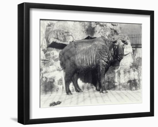 Takin, also known as Cattle Chamois or Gnu Goat, in London Zoo-Frederick William Bond-Framed Photographic Print