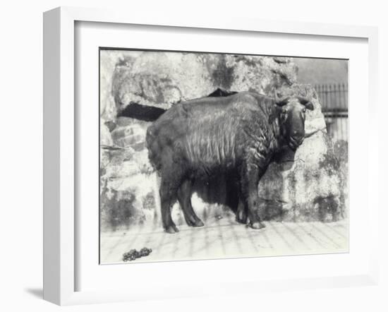 Takin, also known as Cattle Chamois or Gnu Goat, in London Zoo-Frederick William Bond-Framed Photographic Print