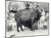 Takin, also known as Cattle Chamois or Gnu Goat, in London Zoo-Frederick William Bond-Mounted Photographic Print