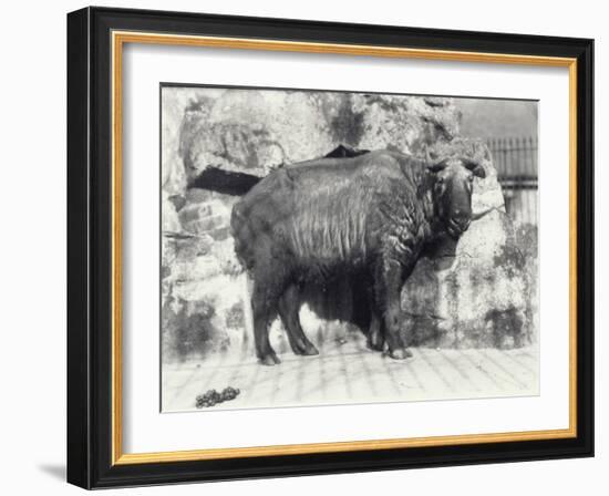 Takin, also known as Cattle Chamois or Gnu Goat, in London Zoo-Frederick William Bond-Framed Photographic Print