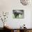 Takin, National Animal of Bhutan, Motithang Takin Preserve, Thimphu, Bhutan, Asia-Christian Kober-Photographic Print displayed on a wall