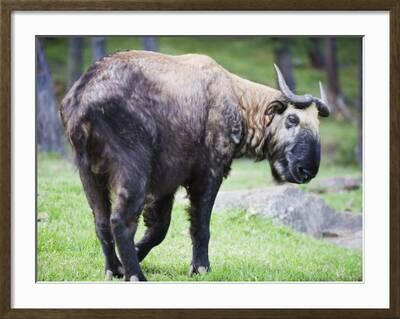 Takin, National Animal of Bhutan, Motithang Takin Preserve, Thimphu, Bhutan, Asia' Photographic Print - Christian Kober Takin, National Animal of Bhutan, Motithang Takin Preserve, Thimphu, Bhutan, Asia' Photographic Print - Christian Kober
