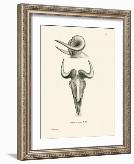 Takin Skull-null-Framed Giclee Print