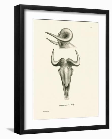 Takin Skull-null-Framed Giclee Print