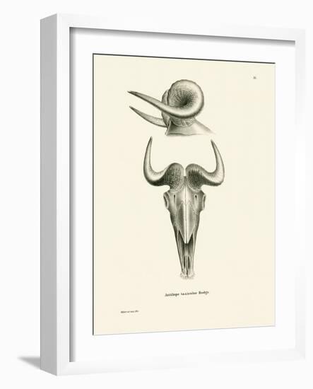 Takin Skull-null-Framed Giclee Print