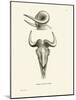 Takin Skull-null-Mounted Giclee Print