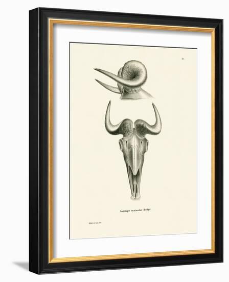 Takin Skull-null-Framed Giclee Print