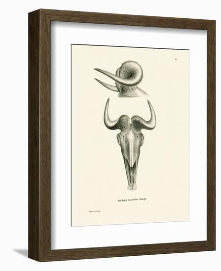 Takin Skull-null-Framed Premium Giclee Print