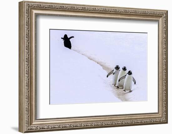 Taking a Wrong Turn-Art Wolfe-Framed Photographic Print