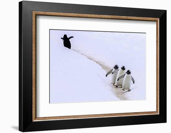 Taking a Wrong Turn-Art Wolfe-Framed Photographic Print