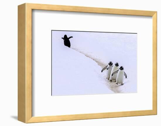 Taking a Wrong Turn-Art Wolfe-Framed Photographic Print