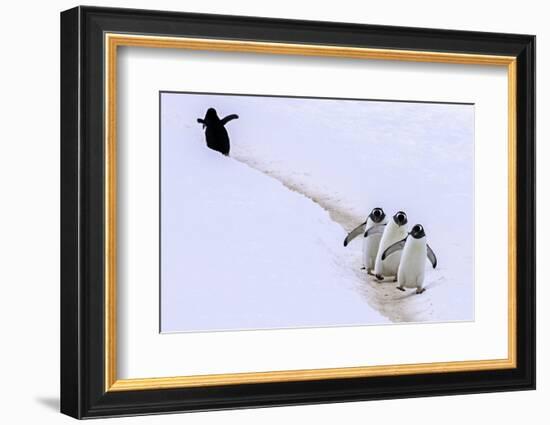 Taking a Wrong Turn-Art Wolfe-Framed Photographic Print