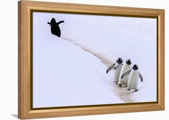 Taking a Wrong Turn-Art Wolfe-Framed Premier Image Canvas