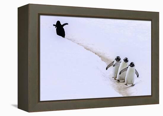 Taking a Wrong Turn-Art Wolfe-Framed Premier Image Canvas