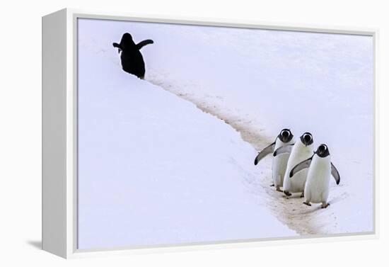 Taking a Wrong Turn-Art Wolfe-Framed Premier Image Canvas