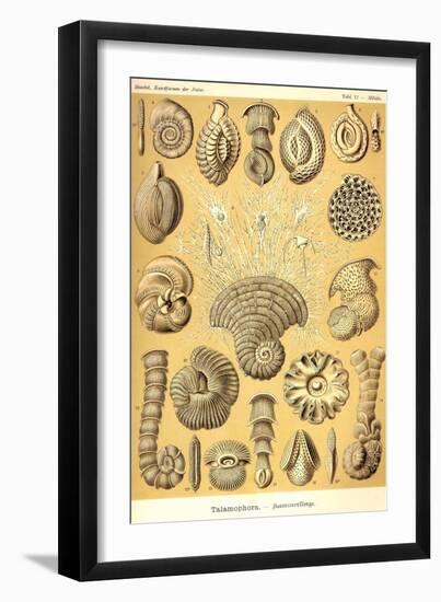 Talamophora- Formanifera, Rhisopods-Ernst Haeckel-Framed Art Print