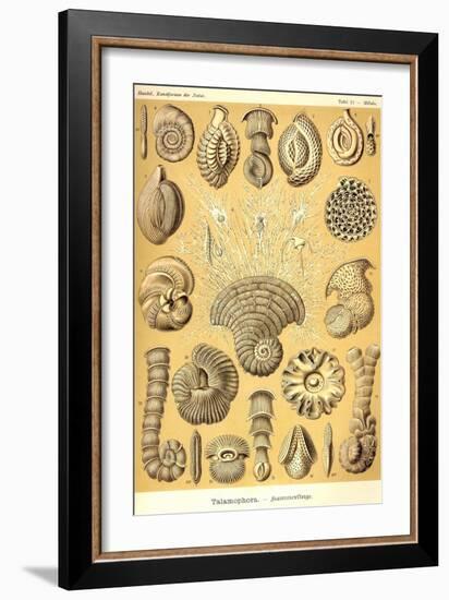 Talamophora- Formanifera, Rhisopods-Ernst Haeckel-Framed Art Print