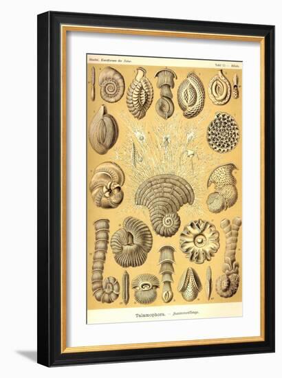 Talamophora- Formanifera, Rhisopods-Ernst Haeckel-Framed Art Print