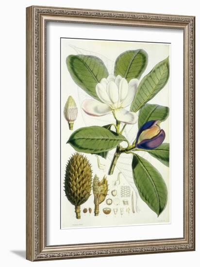 Talauma Hodgsonii-John Nugent Fitch-Framed Giclee Print