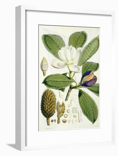 Talauma Hodgsonii-John Nugent Fitch-Framed Giclee Print