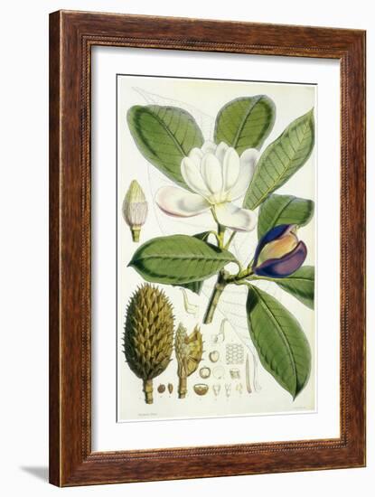 Talauma Hodgsonii-John Nugent Fitch-Framed Giclee Print