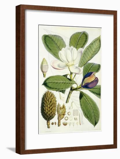 Talauma Hodgsonii-John Nugent Fitch-Framed Giclee Print