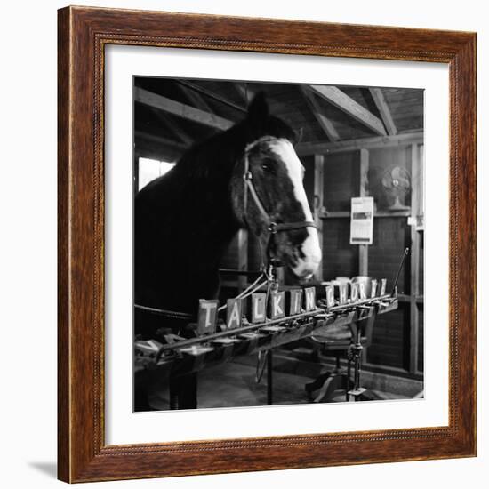 "Talking" Horse Named Lady Wonder Who Uses a Giant "Typewriter" to Give Simple Answers-null-Framed Photographic Print