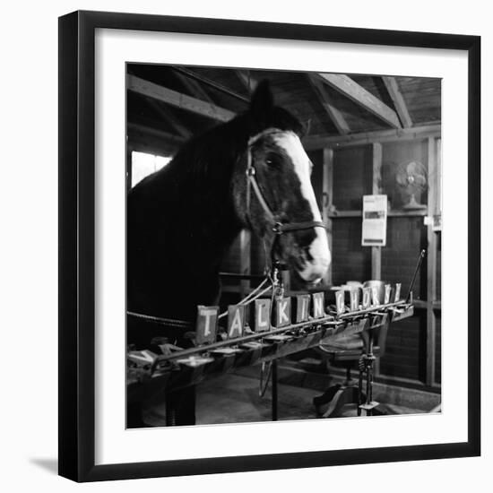 "Talking" Horse Named Lady Wonder Who Uses a Giant "Typewriter" to Give Simple Answers-null-Framed Photographic Print