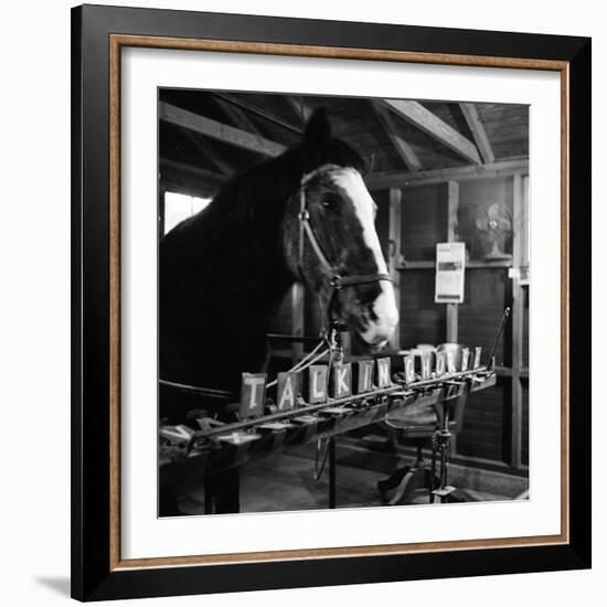 "Talking" Horse Named Lady Wonder Who Uses a Giant "Typewriter" to Give Simple Answers-null-Framed Photographic Print