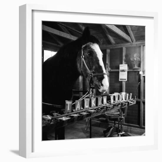 "Talking" Horse Named Lady Wonder Who Uses a Giant "Typewriter" to Give Simple Answers-null-Framed Photographic Print