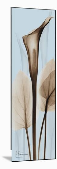 Tall Brown Calla Lily-Albert Koetsier-Mounted Premium Giclee Print