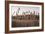 Tall Common Reed Stems Dancing in Wind-Sanghwan Kim-Framed Photographic Print