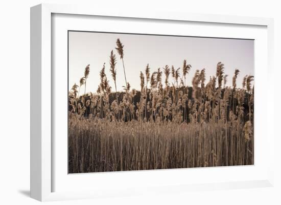 Tall Common Reed Stems Dancing in Wind-Sanghwan Kim-Framed Photographic Print