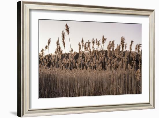 Tall Common Reed Stems Dancing in Wind-Sanghwan Kim-Framed Photographic Print