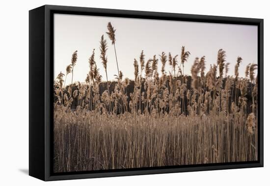 Tall Common Reed Stems Dancing in Wind-Sanghwan Kim-Framed Premier Image Canvas