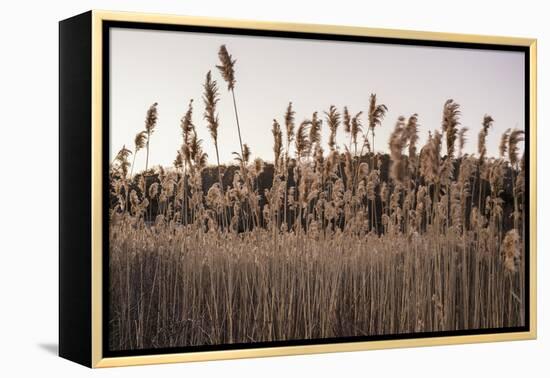 Tall Common Reed Stems Dancing in Wind-Sanghwan Kim-Framed Premier Image Canvas