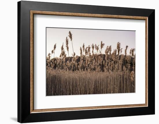 Tall Common Reed Stems Dancing in Wind-Sanghwan Kim-Framed Photographic Print