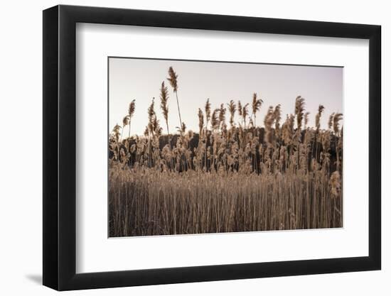 Tall Common Reed Stems Dancing in Wind-Sanghwan Kim-Framed Photographic Print