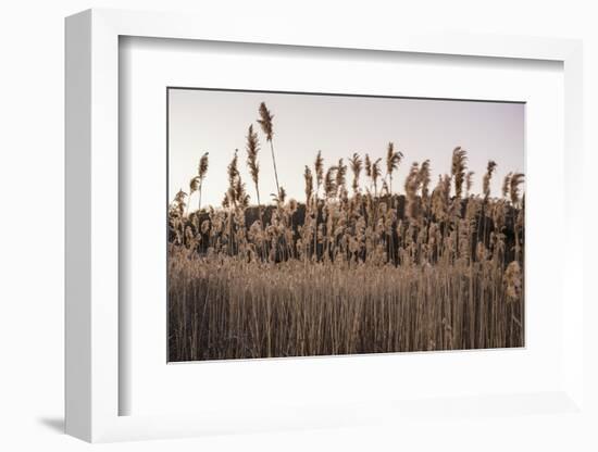 Tall Common Reed Stems Dancing in Wind-Sanghwan Kim-Framed Photographic Print