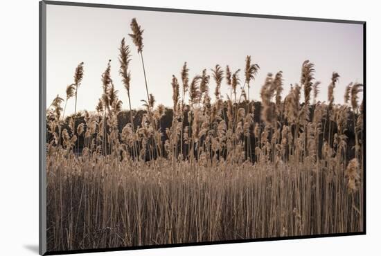 Tall Common Reed Stems Dancing in Wind-Sanghwan Kim-Mounted Photographic Print