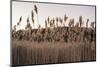 Tall Common Reed Stems Dancing in Wind-Sanghwan Kim-Mounted Photographic Print