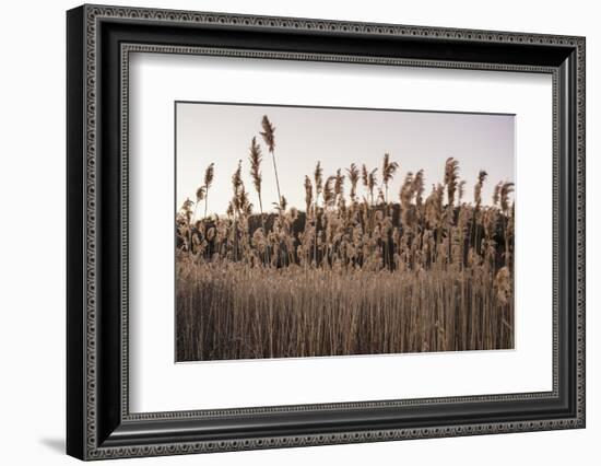 Tall Common Reed Stems Dancing in Wind-Sanghwan Kim-Framed Photographic Print