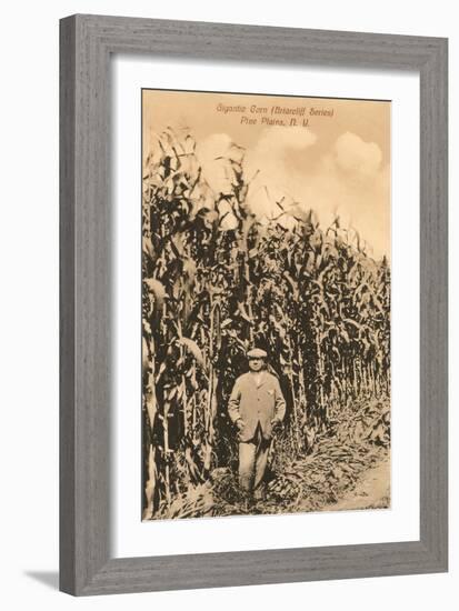 Tall Corn, Pine Plains, New York-null-Framed Art Print